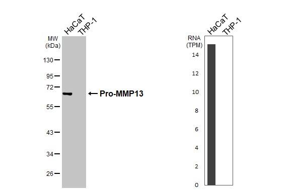 Various whole cell extracts (30 ug) were separated by 10% SDS-PAGE, and the membrane was blotted with MMP13 antibody [N3C1], Internal (NBP2-17310) diluted at 1:1000. The HRP-conjugated anti-rabbit IgG antibody  was used to detect the primary antibody. Corresponding RNA expression data for the same cell lines are based on Human Protein Atlas program. 