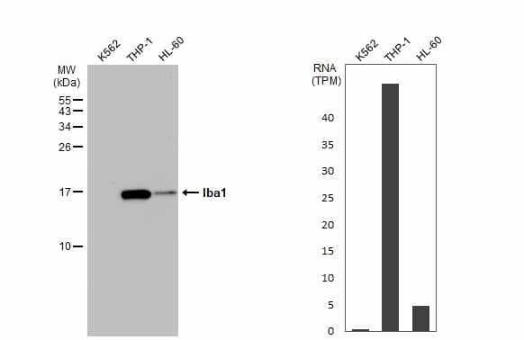 <b>Orthogonal Strategies Validation. </b>Western Blot: AIF-1/Iba1 Antibody [NBP2-19019] - Various whole cell extracts (30 ug) were separated by 15% SDS-PAGE, and the membrane was blotted with Iba1 antibody  diluted at 1:5000. The HRP-conjugated anti-rabbit IgG antibody  was used to detect the primary antibody. Correspo