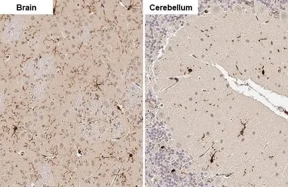 Immunohistochemistry-Paraffin: AIF-1/Iba1 Antibody [NBP2-19019] - AIF-1/Iba1 antibody detects AIF-1/Iba1 protein by immunohistochemical analysis.Sample: Paraffin-embedded rat tissues.AIF-1/Iba1 stained by AIF-1/Iba1 antibody (NBP2-19019) diluted at 1:100.Antigen Retrieval: Citrate buffer, pH 6.0, 15 min