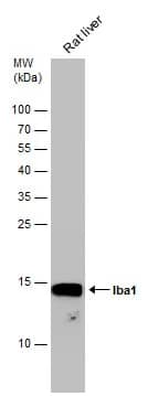 Western Blot: AIF-1/Iba1 Antibody [NBP2-19019] - Rat tissue extract (50 ug) was separated by 15% SDS-PAGE, and the membrane was blotted with AIF-1/Iba1 antibody (NBP2-19019) diluted at 1:1000.