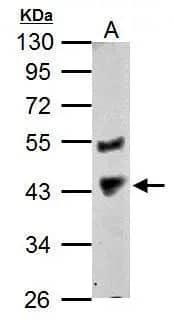 Western Blot: PRMT1 Antibody [NBP2-19300] - Sample (30 ug of whole cell lysate)  A: Zebrafish heart   10% SDS PAGE NBP2-19300 diluted at 1:1000 