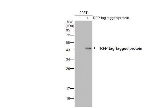 Non-transfected (-) and transfected (+) 293T whole cell extracts (30 ug) were separated by 12% SDS-PAGE, and the membrane was blotted with RFP antibody (NBP2-19302) diluted at 1:10000. The HRP-conjugated anti-rabbit IgG antibody  was used to detect the primary antibody. 