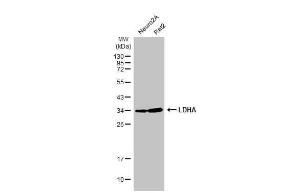 Various whole cell extracts (30 ug) were separated by 12% SDS-PAGE, and the membrane was blotted with LDHA antibody (NBP2-19320) diluted at 1:1000. The HRP-conjugated anti-rabbit IgG antibody  was used to detect the primary antibody. 