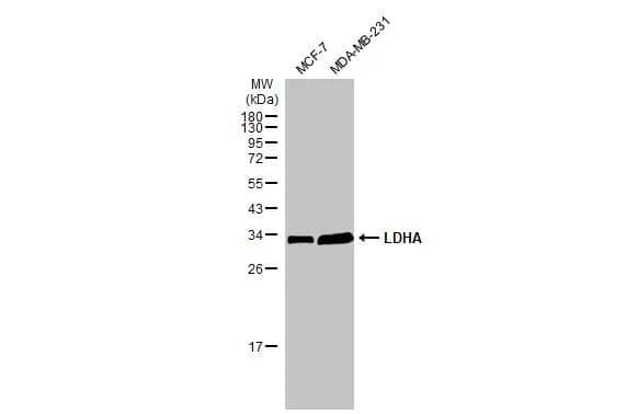 Various whole cell extracts (30 ug) were separated by 12% SDS-PAGE, and the membrane was blotted with LDHA antibody (NBP2-19320) diluted at 1:1000. The HRP-conjugated anti-rabbit IgG antibody  was used to detect the primary antibody. 