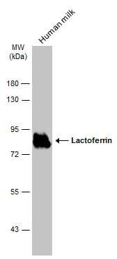 Human milk (5 ug) was separated by 7.5% SDS-PAGE, and the membrane was blotted with Lactoferrin antibody (NBP2-19322) diluted at 1:20000. The HRP-conjugated anti-rabbit IgG antibody  was used to detect the primary antibody. 