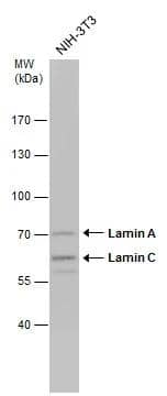 Whole cell extract (30 ug) was separated by 7.5% SDS-PAGE, and the membrane was blotted with Lamin A + C antibody (NBP2-19323) diluted at 1:1000. 
