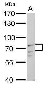 Lamin A + C antibody detects Lamin A + C protein by Western blot analysis.A. 30 ug C2C12 whole cell lysate/extract7.5 % SDS-PAGELamin A + C antibody (NBP2-19323) dilution: 1:1000 