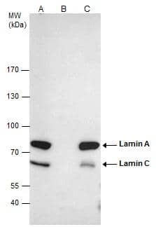 Lamin A + C antibody immunoprecipitates Lamin A + C protein in IP experiments.IP samples: HeLa whole cell extractA. 50 ug HeLa whole cell extractB. Control with 4 ug of preimmune Rabbit IgGC. Immunoprecipitation of Lamin A + C protein by 4 ug Lamin A + C antibody (NBP2-19324)7.5 % SDS-PAGEThe immunoprecipitated Lamin A + C protein was detected by Lamin A + C antibody (NBP2-19324) diluted at 1:500.[EasyBlot anti-rabbit IgG  was used as a secondary reagent] 