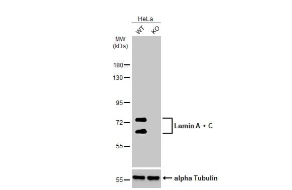 <b>Genetic Strategies Validation. </b>Wild-type (WT) and Lamin A + C knockout (KO) HeLa cell extracts (30 ug) were separated by 7.5% SDS-PAGE, and the membrane was blotted with Lamin A + C antibody (NBP2-19324) diluted at 1:1000. The HRP-conjugated anti-rabbit IgG antibody  was used to detect the primary antibody. 