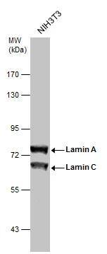 Sample (30 ug of whole cell lysate)  A: NIH-3T3  7.5% SDS PAGE  NBP2-19324 diluted at 1:1000 The HRP-conjugated anti-rabbit IgG antibody  was used to detect the primary antibody. 