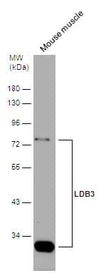 Mouse tissue extract (50 ug) was separated by 10% SDS-PAGE, and the membrane was blotted with LDB3 antibody (NBP2-19343) diluted at 1:1000. The HRP-conjugated anti-rabbit IgG antibody  was used to detect the primary antibody. 