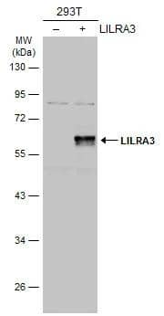 Non-transfected (-) and transfected (+) 293T whole cell extracts (30 ug) were separated by 10% SDS-PAGE, and the membrane was blotted with LILRA3 antibody (NBP2-19351) diluted at 1:2000. The HRP-conjugated anti-rabbit IgG antibody  was used to detect the primary antibody. 