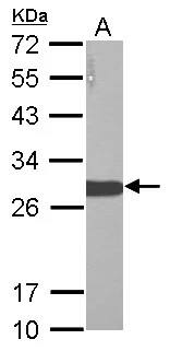 Western Blot: LIN-28A Antibody [NBP2-19355] - Sample (20 ug of whole cell lysate)  A: hESC  12% SDS PAGE  NBP2-19355 diluted at 1:5000 The HRP-conjugated anti-rabbit IgG antibody  was used to detect the primary antibody.