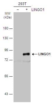 Non-transfected (-) and transfected (+) 293T whole cell extracts (30 ug) were separated by 7.5% SDS-PAGE, and the membrane was blotted with LINGO1 antibody [C1C3] (NBP2-19359) diluted at 1:1000. The HRP-conjugated anti-rabbit IgG antibody  was used to detect the primary antibody. 