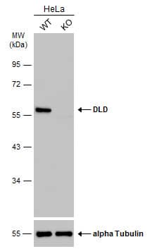 <b>Genetic Strategies Validation. </b>Wild-type (WT) and DLD knockout (KO) HeLa cell extracts (30 ug) were separated by 10% SDS-PAGE, and the membrane was blotted with DLD antibody [N1N3] (NBP2-19361) diluted at 1:500. The HRP-conjugated anti-rabbit IgG antibody  was used to detect the primary antibody. 