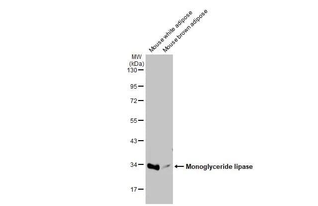 Various tissue extracts (50 ug) were separated by 10% SDS-PAGE, and the membrane was blotted with Monoglyceride lipase antibody (NBP2-19380) diluted at 1:1000. The HRP-conjugated anti-rabbit IgG antibody  was used to detect the primary antibody. 
