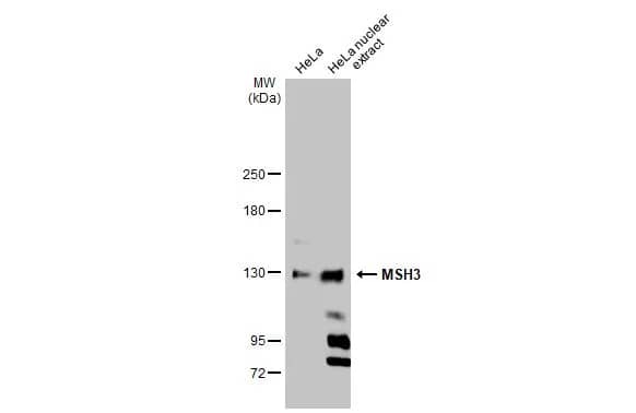 Western Blot: MSH3 Antibody [NBP2-19417] - HeLa whole cell and nuclear extracts (30 ug) were separated by 5% SDS-PAGE, and the membrane was blotted with MSH3 antibody [C2C3], C-term (NBP2-19417) diluted at 1:1000. The HRP-conjugated anti-rabbit IgG antibody  was used to detect the primary antibody.