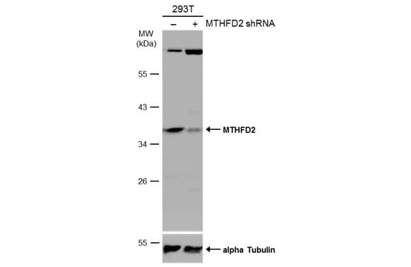 <b>Genetic Strategies Validation. </b>Western Blot: MTHFD2 Antibody [NBP2-19429] - Non-transfected (–) and transfected (+) 293T whole cell extracts (30 ug) were separated by 10% SDS-PAGE, and the membrane was blotted with MTHFD2 antibody [N3C3]  diluted at 1:2000. The HRP-conjugated anti-rabbit IgG antibody  was used to detect the primary antibody, and the signal was developed with Trident ECL plus-Enhanced.