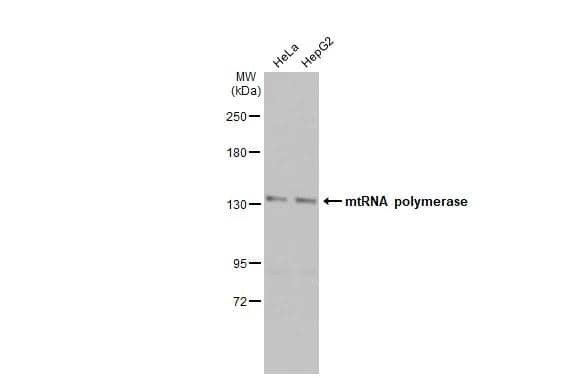 Western Blot mtRNA polymerase Antibody