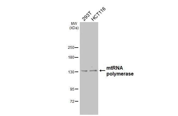 Western Blot mtRNA polymerase Antibody