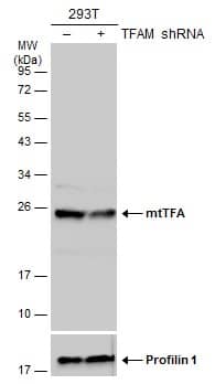 <b>Genetic Strategies Validation. </b>Western Blot: mtTFA Antibody [NBP2-19437] - Non-transfected (–) and transfected (+) 293T whole cell extracts (30 ug) were separated by 12% SDS-PAGE, and the membrane was blotted with mtTFA antibody  diluted at 1:3000. The HRP-conjugated anti-rabbit IgG antibody  was used to detect the primary antibody.