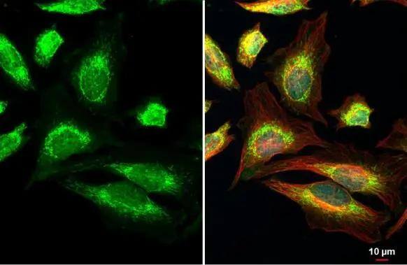 Immunocytochemistry/ Immunofluorescence mtTFA Antibody - BSA Free
