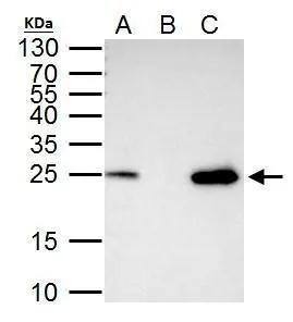 Immunoprecipitation mtTFA Antibody - BSA Free