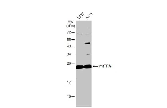 Western Blot: mtTFA Antibody [NBP2-19438] - Various whole cell extracts (30 ug) were separated by 12% SDS-PAGE, and the membrane was blotted with mtTFA antibody (NBP2-19438) diluted at 1:1000. The HRP-conjugated anti-rabbit IgG antibody  was used to detect the primary antibody.