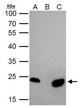 Immunoprecipitation mtTFA Antibody