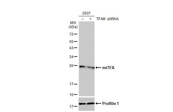 Western Blot mtTFA Antibody