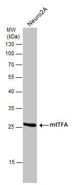 Western Blot mtTFA Antibody