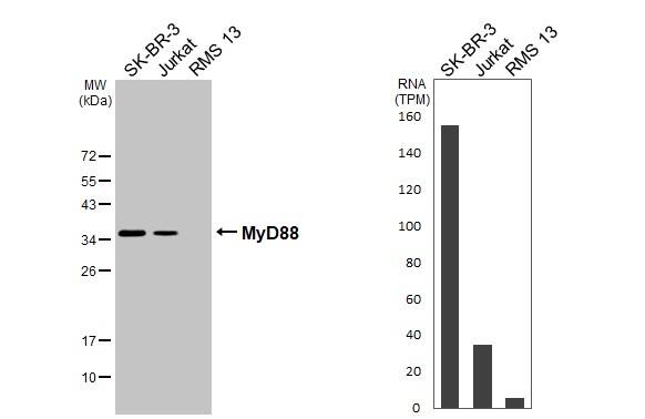 Various whole cell extracts (30 ug) were separated by 12% SDS-PAGE, and the membrane was blotted with MyD88 antibody (NBP2-19448) diluted at 1:5000. The HRP-conjugated anti-rabbit IgG antibody  was used to detect the primary antibody. Corresponding RNA expression data for the same cell lines are based on Human Protein Atlas program. 