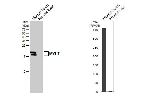 Various tissue extracts (50 ug) were separated by 15% SDS-PAGE, and the membrane was blotted with MYL7 antibody (NBP2-19449) diluted at 1:10000. The HRP-conjugated anti-rabbit IgG antibody  was used to detect the primary antibody. Corresponding RNA expression data are based on NCBI database. 