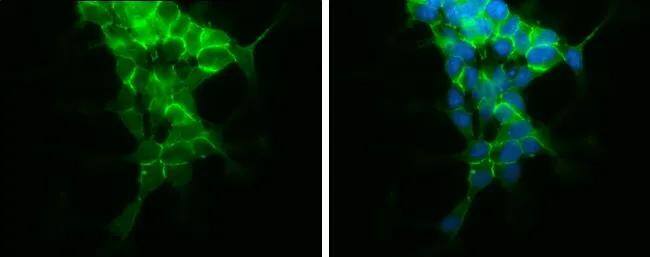 N-Cadherin antibody detects N-Cadherin protein at cell membrane by immunofluorescent analysis.Sample: SH-SY5Y cells were fixed in 4% paraformaldehyde at RT for 15 min.Green: N-Cadherin protein stained by N-Cadherin antibody (NBP2-19457) diluted at 1:500.Blue: Hoechst 33342 staining. 