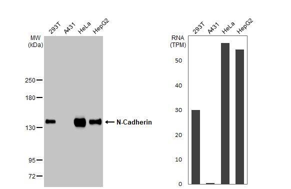 Various whole cell extracts (30 ug) were separated by 5% SDS-PAGE, and the membrane was blotted with N-Cadherin antibody (NBP2-19457) diluted at 1:1000. The HRP-conjugated anti-rabbit IgG antibody  was used to detect the primary antibody. Corresponding RNA expression data for the same cell lines are based on Human Protein Atlas program. 