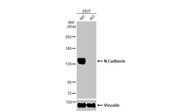 <b>Genetic Strategies Validation. </b>Wild-type (WT) and N-Cadherin knockout (KO) 293T cell extracts (30 ug) were separated by 5% SDS-PAGE, and the membrane was blotted with N-Cadherin antibody (NBP2-19457) diluted at 1:1000. The HRP-conjugated anti-rabbit IgG antibody  was used to detect the primary antibody. 