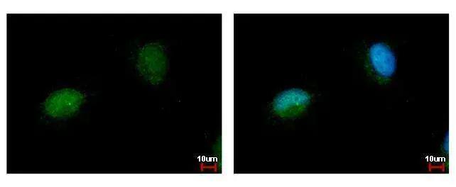 NARF antibody detects NARF protein at nucleus by immunofluorescent analysis. Sample: HeLa cells were fixed in 4% paraformaldehyde at RT for 15 min.Green: NARF protein stained by NARF antibody (NBP2-19474) diluted at 1:500.Blue: Hoechst 33342 staining. 