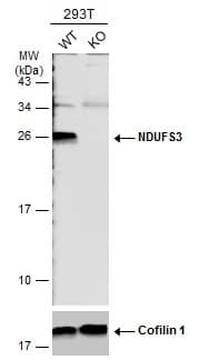 <b>Genetic Strategies Validation. </b>Wild-type (WT) and NDUFS3 knockout (KO) 293T cell extracts (30 ug) were separated by 12% SDS-PAGE, and the membrane was blotted with NDUFS3 antibody (NBP2-19505) diluted at 1:1000. The HRP-conjugated anti-rabbit IgG antibody  was used to detect the primary antibody. 