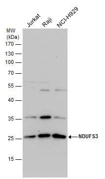 NDUFS3 antibody detects NDUFS3 protein by western blot analysis. Various whole cell extracts (30 ug) were separated by 12% SDS-PAGE, and the membrane was blotted with NDUFS3 antibody (NBP2-19505) diluted by 1:1000. 