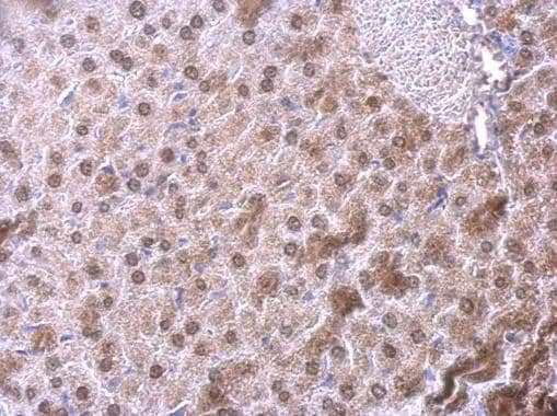 NFIB antibody [N1C2] detects NFIB protein at nucleus on mouse fore brain by immunohistochemical analysis. Sample: Paraffin-embedded mouse fore brain. NFIB antibody [N1C2] (NBP2-19526) dilution: 1:500. Antigen Retrieval: Trilogy(TM) (EDTA based, pH 8.0) buffer, 15min 