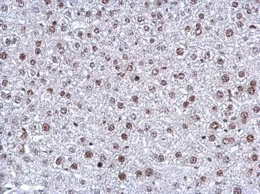 Immunohistochemistry NFYB Antibody - BSA Free