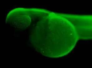 Immunohistochemistry: NFYB Antibody [NBP2-19535] - Immunohistochemical analysis (whole mount) of zebrafish embryo, using NFYB antibody (NBP2-19535) at 1:200 dilution.