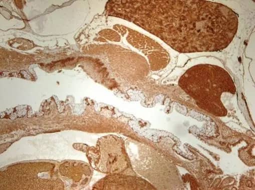 Immunohistochemistry: NFYB Antibody [NBP2-19535] - Immunohistochemical analysis of paraffin-embedded zebrafish tissue, using NFYB antibody (NBP2-19535) at 1:300 dilution.