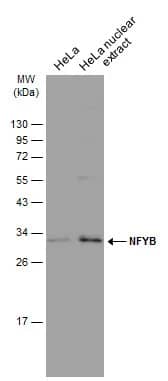 Western Blot: NFYB Antibody [NBP2-19535] - HeLa whole cell and nuclear extracts (30 ug) were separated by 12% SDS-PAGE, and the membrane was blotted with NFYB antibody (NBP2-19535) diluted at 1:1000. The HRP-conjugated anti-rabbit IgG antibody  was used to detect the primary antibody.