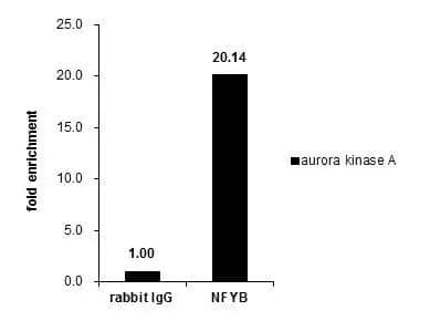 Cross-linked ChIP was performed with HeLa chromatin extract and 5 ug of either control rabbit IgG or anti-NFYB antibody. The precipitated DNA was detected by PCR with primer set targeting to aurora kinase A. 
