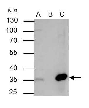 NFYB antibody immunoprecipitates NFYB protein in IP experiments. IP Sample: 293T whole cell lysate/extract A : 40 ug whole cell lysate/extract of NFYB protein expressing 293T cells B : Control with 2.5 ug of pre-immune rabbit IgG C : Immunoprecipitation of NFYB protein by 2.5 ug of NFYB antibody (NBP2-19535) 10% SDS-PAGE The immunoprecipitated NFYB protein was detected by NFYB antibody (NBP2-19535) diluted at 1 : 1000. EasyBlot anti-rabbit IgG (HRP)  was used as a secondary reagent. 
