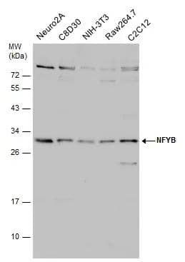 Various whole cell extracts (30 ug) were separated by 12% SDS-PAGE, and the membrane was blotted with NFYB antibody (NBP2-19535) diluted at 1:1000. The HRP-conjugated anti-rabbit IgG antibody  was used to detect the primary antibody. 