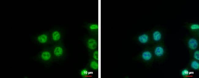 NIP30 antibody detects NIP30 protein at nucleus by immunofluorescent analysis.Sample: HCT116 cells were fixed in 4% paraformaldehyde at RT for 15 min.Green: NIP30 protein stained by NIP30 antibody (NBP2-19543) diluted at 1:500.Blue: Hoechst 33342 staining. 