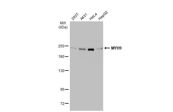 Various whole cell extracts (30 ug) were separated by 5% SDS-PAGE, and the membrane was blotted with MYH9 antibody [N1], N-term (NBP2-19563) diluted at 1:1000. The HRP-conjugated anti-rabbit IgG antibody  was used to detect the primary antibody. 