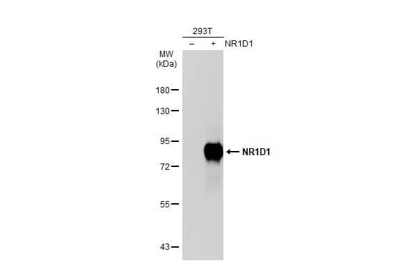 Western Blot: Rev-erb A alpha/NR1D1 Antibody [NBP2-19574] - Non-transfected (-) and transfected (+) 293T whole cell extracts (30 ug) were separated by 7.5% SDS-PAGE, and the membrane was blotted with Rev-erb A alpha/NR1D1 antibody (NBP2-19574) diluted at 1:5000. The HRP-conjugated anti-rabbit IgG antibody  was used to detect the primary antibody.